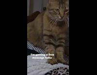 Cat massaging hoomans leg