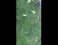 Guy puts tree branch into green machine 