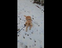 Dog pulls leash loves to play snow