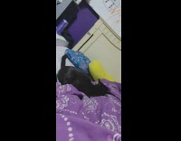 Black pet cat plays on top of the bed