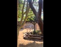 Zebra phallus mistaken for poop