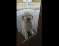 white fluffy dog hits face on window door