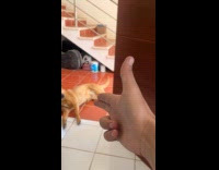 Dog loves acting learns to play dead