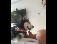 Girl kisses husky dog guy pets it