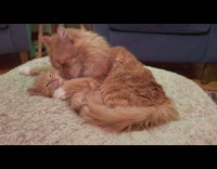 Orange cat licks orange kitten bean bag