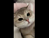 Lady Hovers Camera Close on Cats Face