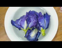 Purple flower turns water blue 