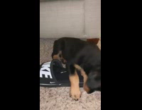 Black brown puppy dog nike sandal shoe 