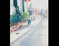 Collab Pets For All - Brown dog in cookie monster costume shakes body slow motion