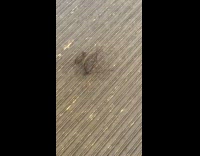 hair balls on nyc train 