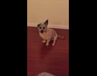Brown Dog On Wood Floor Has One Ear Up One Ear Down