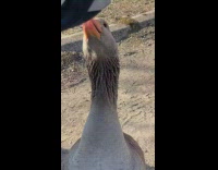 Goose approaches filmer open and closes beak