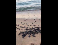 Baby sea turtles crawl towards the ocean