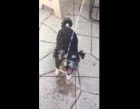 Dog gets excited loves to drink water