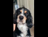 Woman talk to dog about fluff on floor