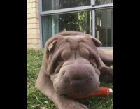 Grey Wrinkly Dog Chews on Orange Shovel Handle 