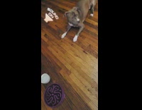 Dog waits to eat girl prays amen