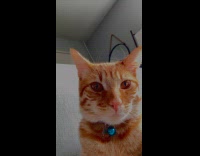 Cat stares at camera with purr sound