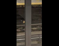 Rat steals pizza in subway station