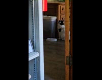 Man caught cat breaking into food container 