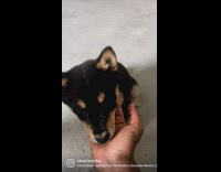 Puppy bite and licks hands