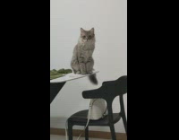 Cat on Table Looks Around and Drops Pen