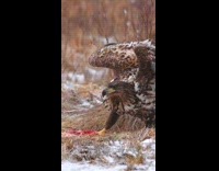 Eagle Pulls Raw Meat Muscle to Eat it