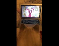 (3RD PARTY CONTENT) Grey white cat watches cartoons macbook bed