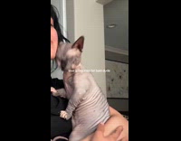 Collab ClipsIG - Sphynx cat rub head on woman face