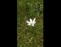 Baby wasp sleeps inside the white flower