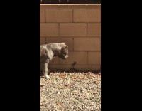 Grey pit bull dog sniffs gecko lizard 