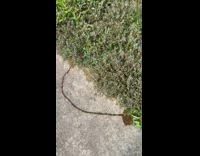 Woman found long trail and pile of caterpillars