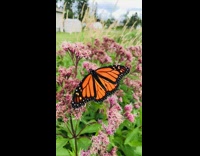 Butterfly orange wings flies away from violet flowers