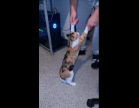 Man walks with cat standing holding front paws 