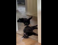 Two black cats lay on hallway carpet