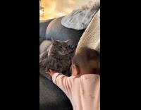 Baby wants to touch grey cat