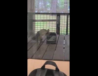 Wild Squirrel steals table napkin outside the restaurant