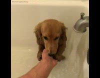 brown dog playing with water in bathtub 