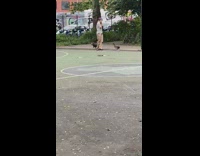 Dog and duck play on court 