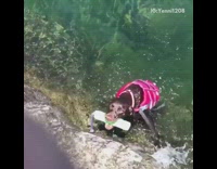 Collab AnimalsDT - Black Dog In Pink Life Vest Swimming To Get Toy