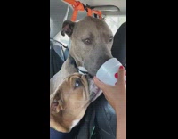 Grey white dog styrofoam cup brown bulldog 