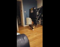 Cat plays around jumps in the curtain