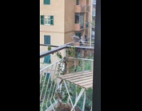Dogs looks at bird through glass window