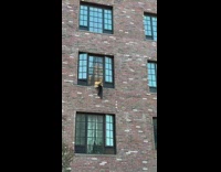 Black cat tries to jump out of window 