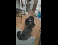 Black dog and cat interact with each other