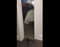 grey dog in blue harness opens door