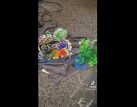 Collab BitchMP - Girl confused by missing fish in tank