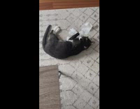 Black cat plays with paper towel 