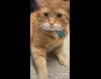 BitchMP - Cat orange cat angry at owner