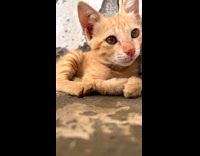 Kitten cant sleep because of bird noise